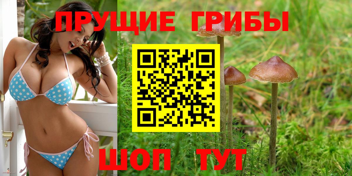 Киселёвск  Псилоцибиновые грибы Cubensis  Галлюциногенные грибы Psilocybine cubensis  Вход с VPN 